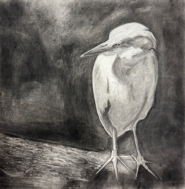 Bird in charcoal and graphite